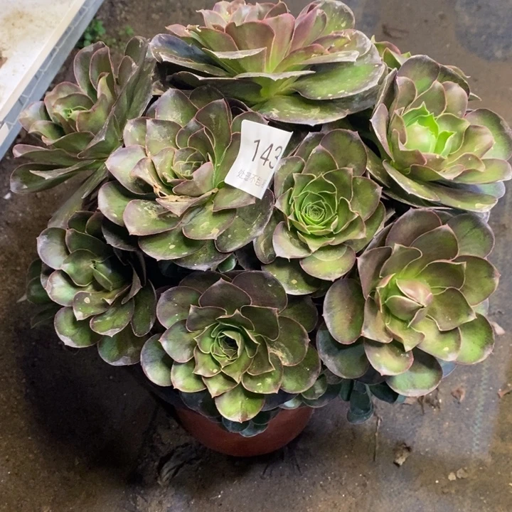 魅金多肉断头不包1430