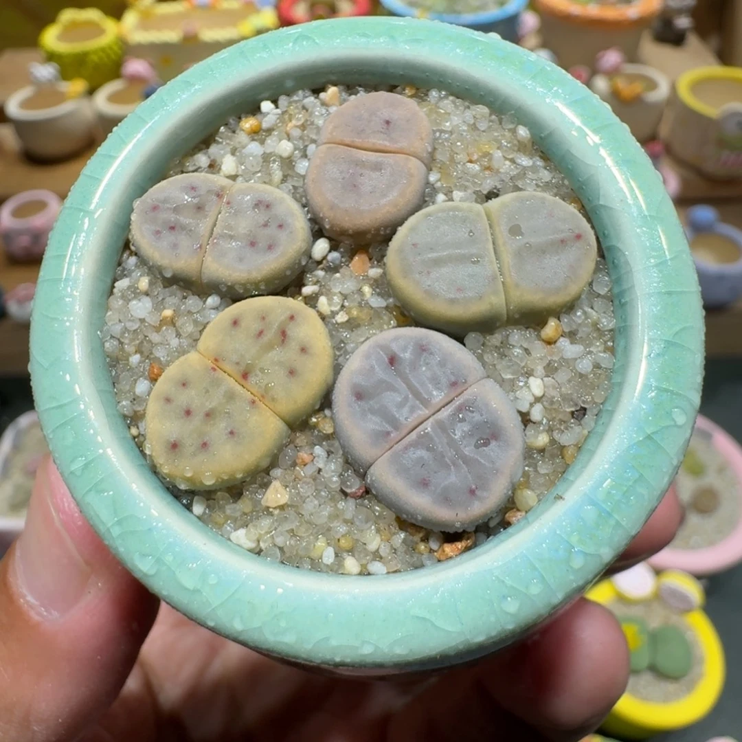 蘑菇1164草莓惜春多肉植物