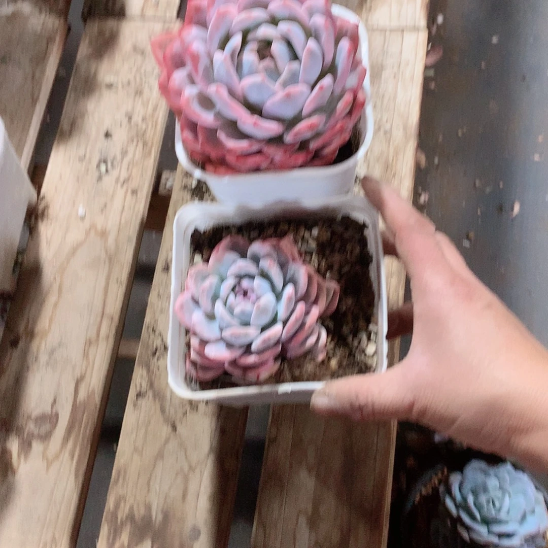 多肉植物多肉植物梦路锦