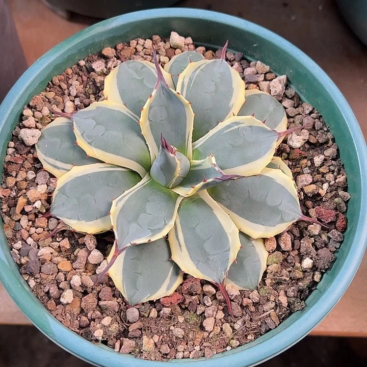 无花朵多肉植物吉祥天锦