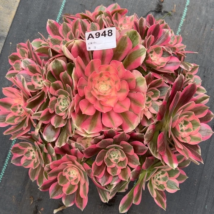 948女巫35厘米左右