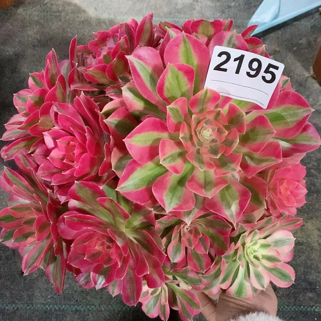 红陶平**情2195女巫不周正4多肉