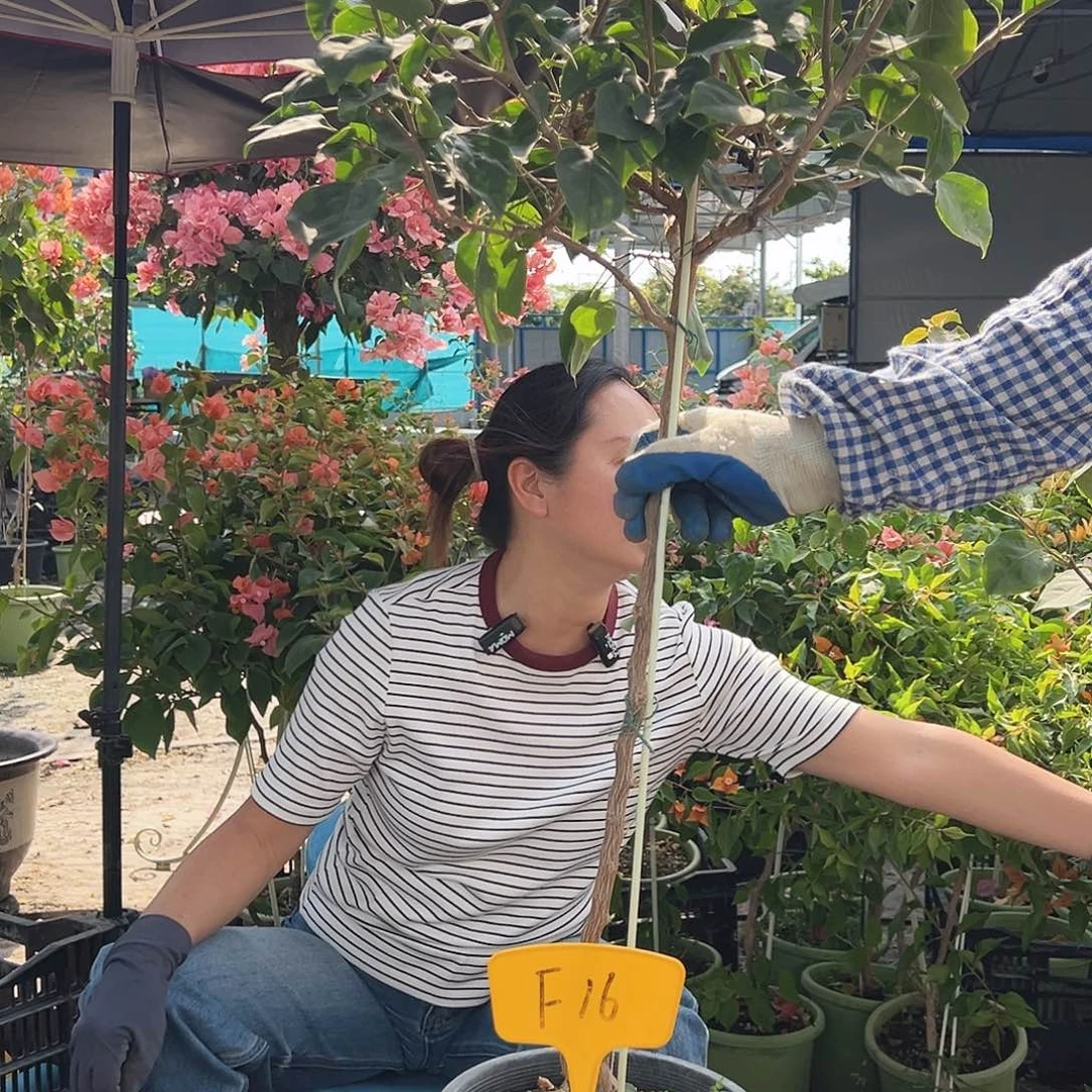 果***儿大部分花苞少量开放F16不甜