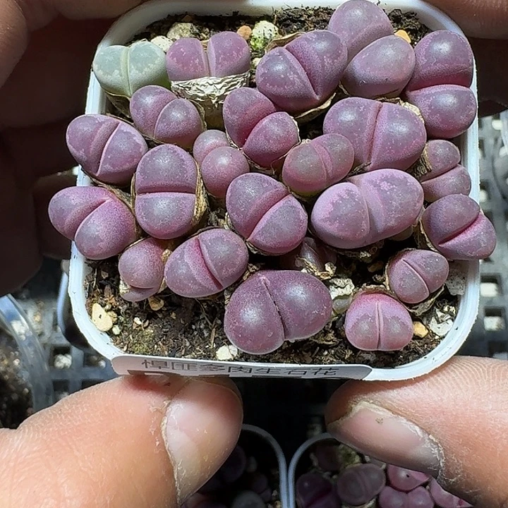 170 多肉植物多肉植物