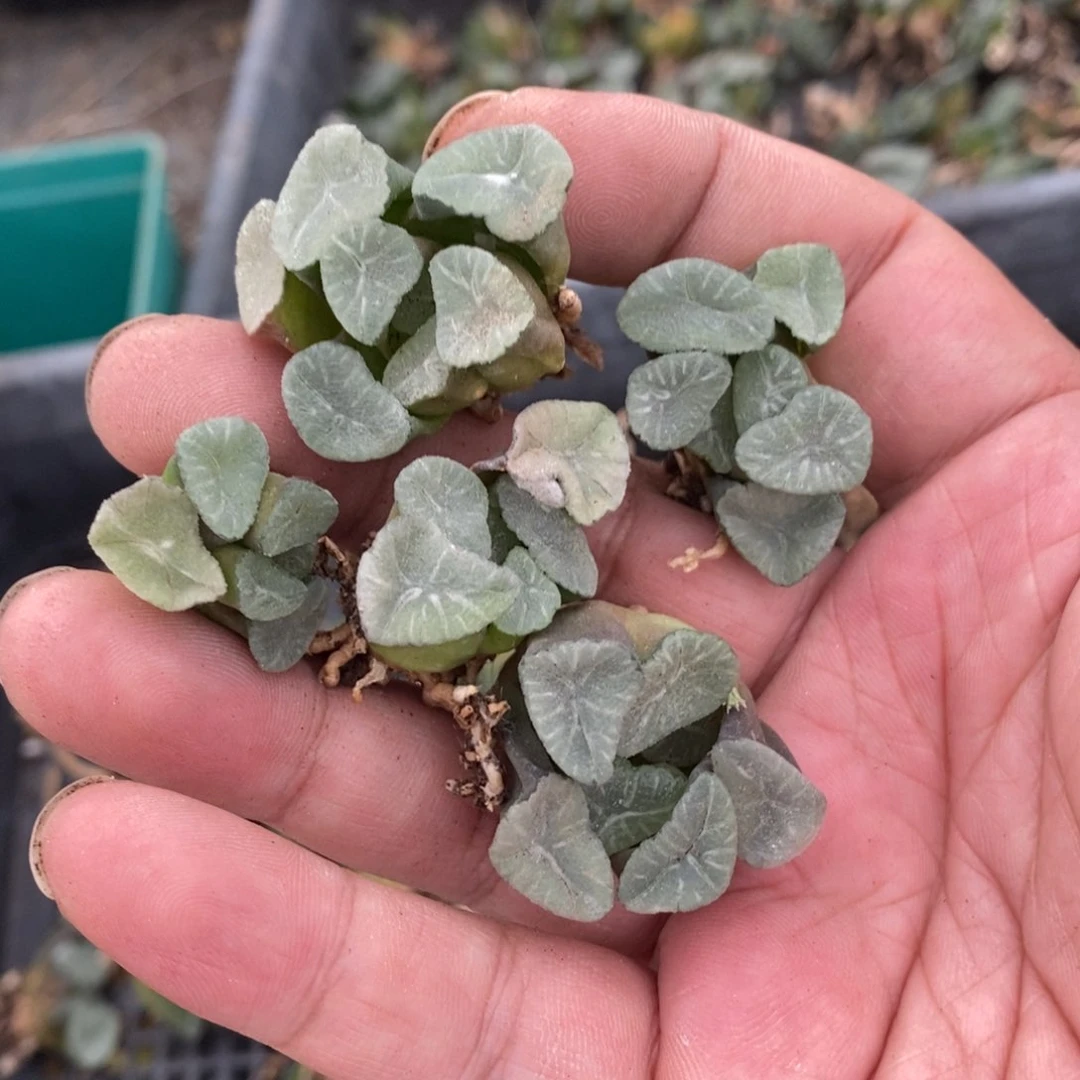 1423 一颗实生空明湖万象小鼻嘎 超级福利