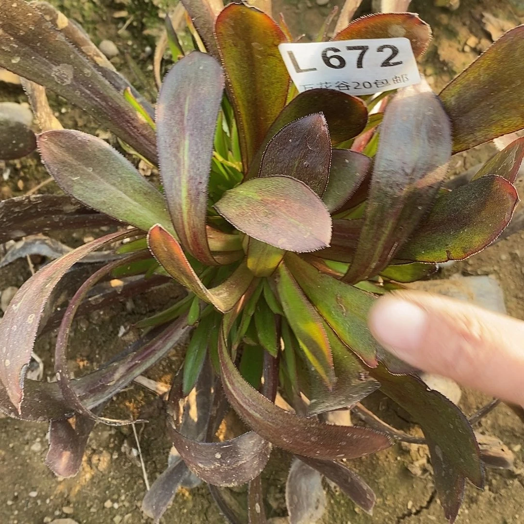 672墨法绣球多肉植物