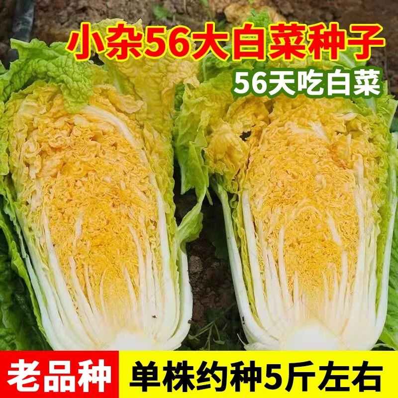 【北京小杂56黄心大白菜种子】正宗秋冬包心白菜种子家庭蔬菜种子
