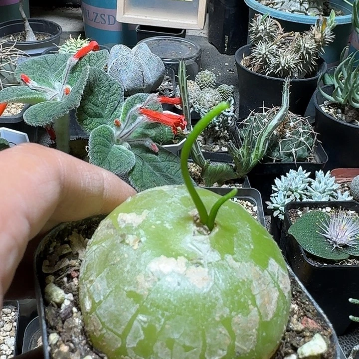 418大苍角殿带盆发货