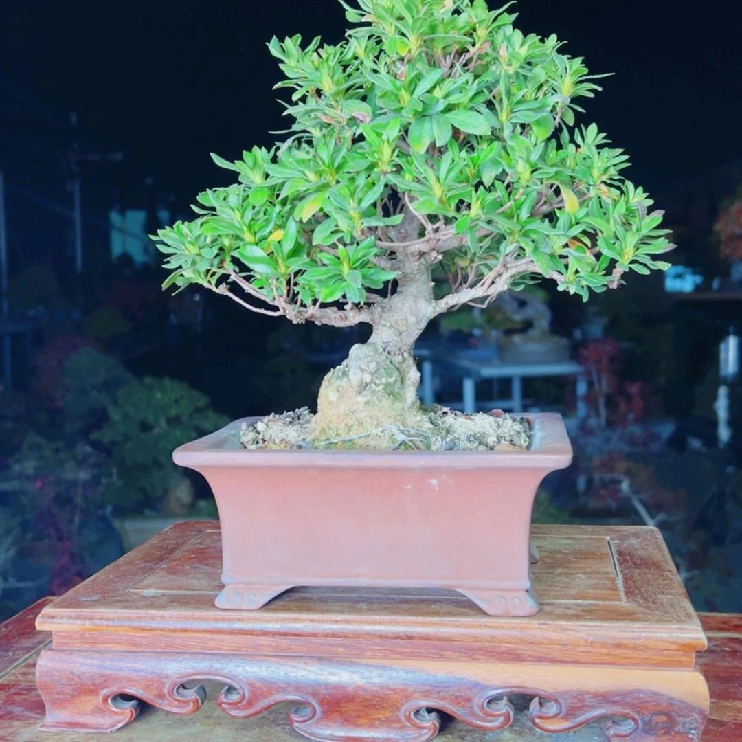 用***8完全开放杜鹃花的诗作