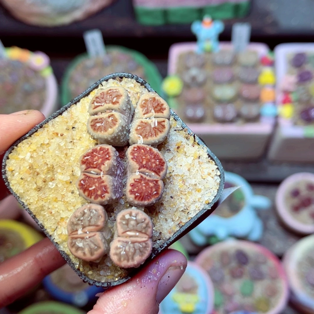 670生石花带盆发1