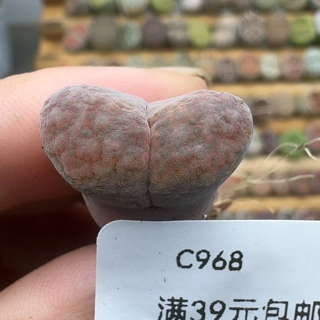968多肉哈哈哈哈哈哈
