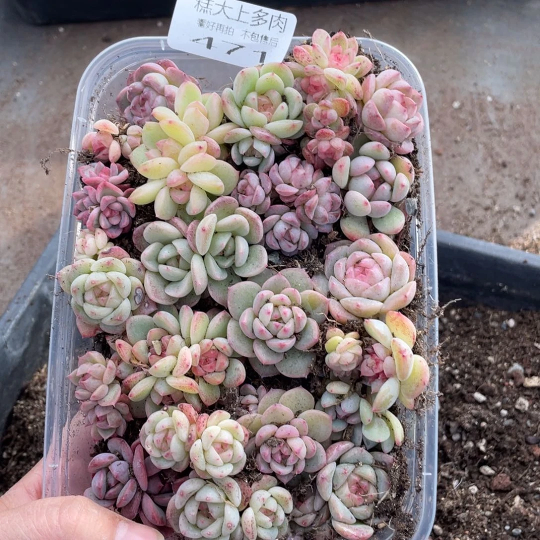 糕大上多肉植物471