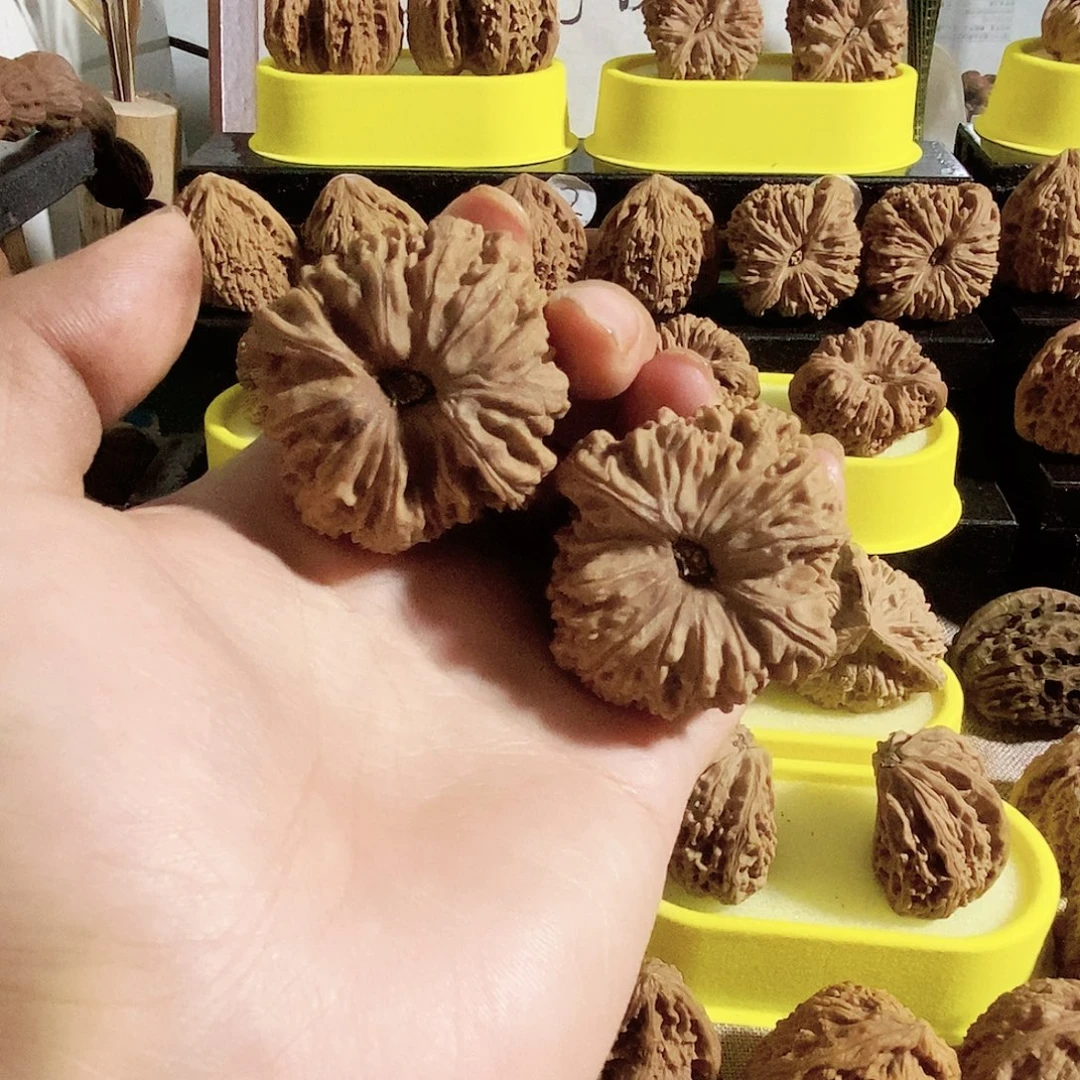 菩提籽类今天是不是要去