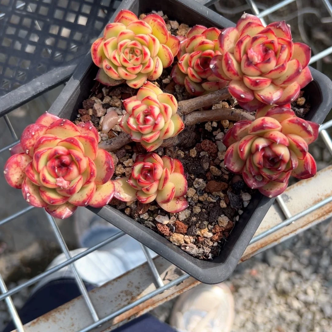 宝丽安娜（满38包邮）多肉