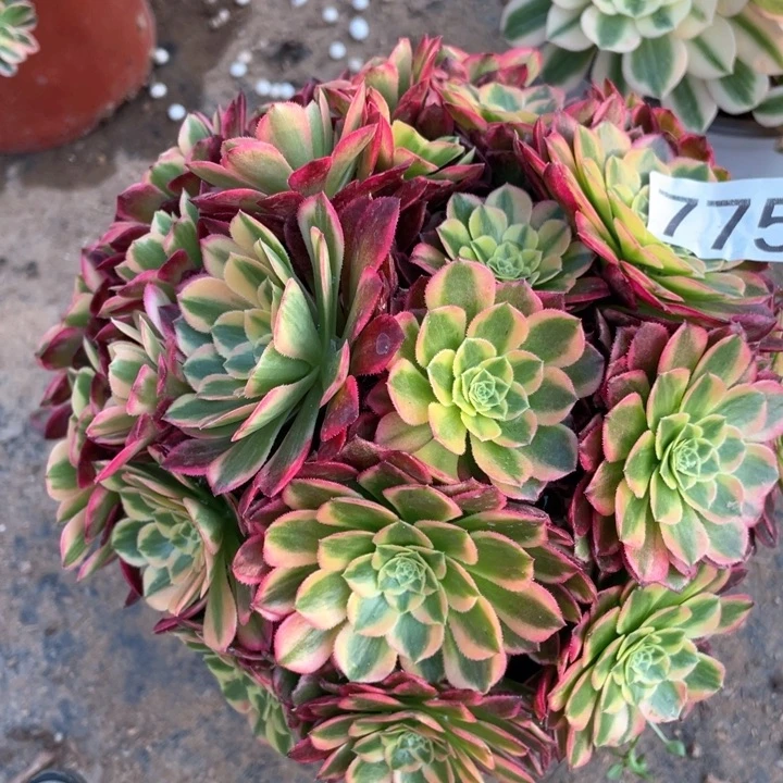 东**晓775多肉植物朝霞