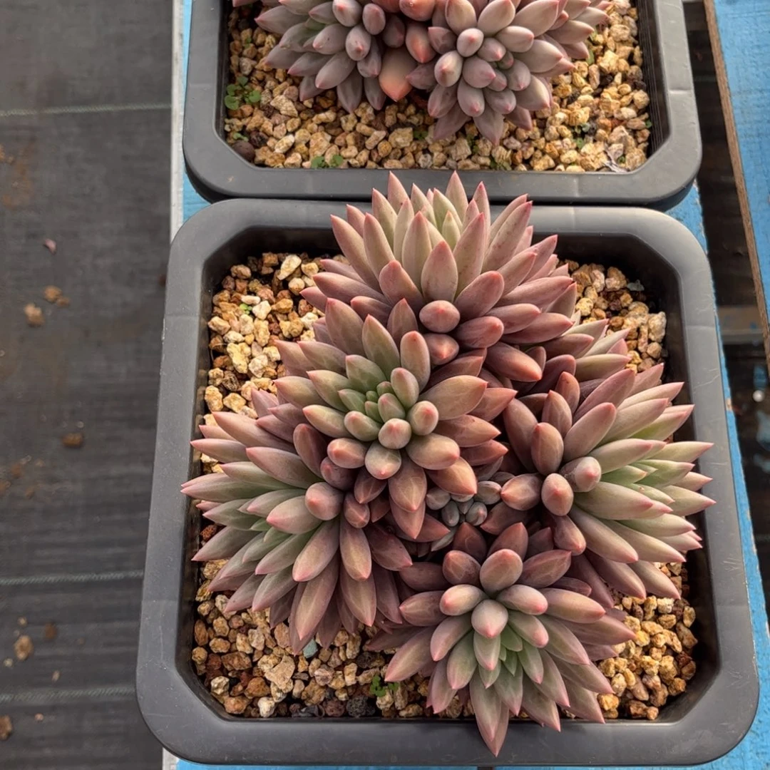 虫***猫红蜻蜓两个无主头lin