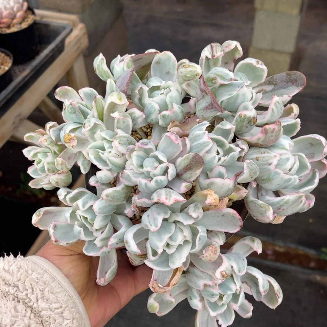 伯克利锦大群老桩