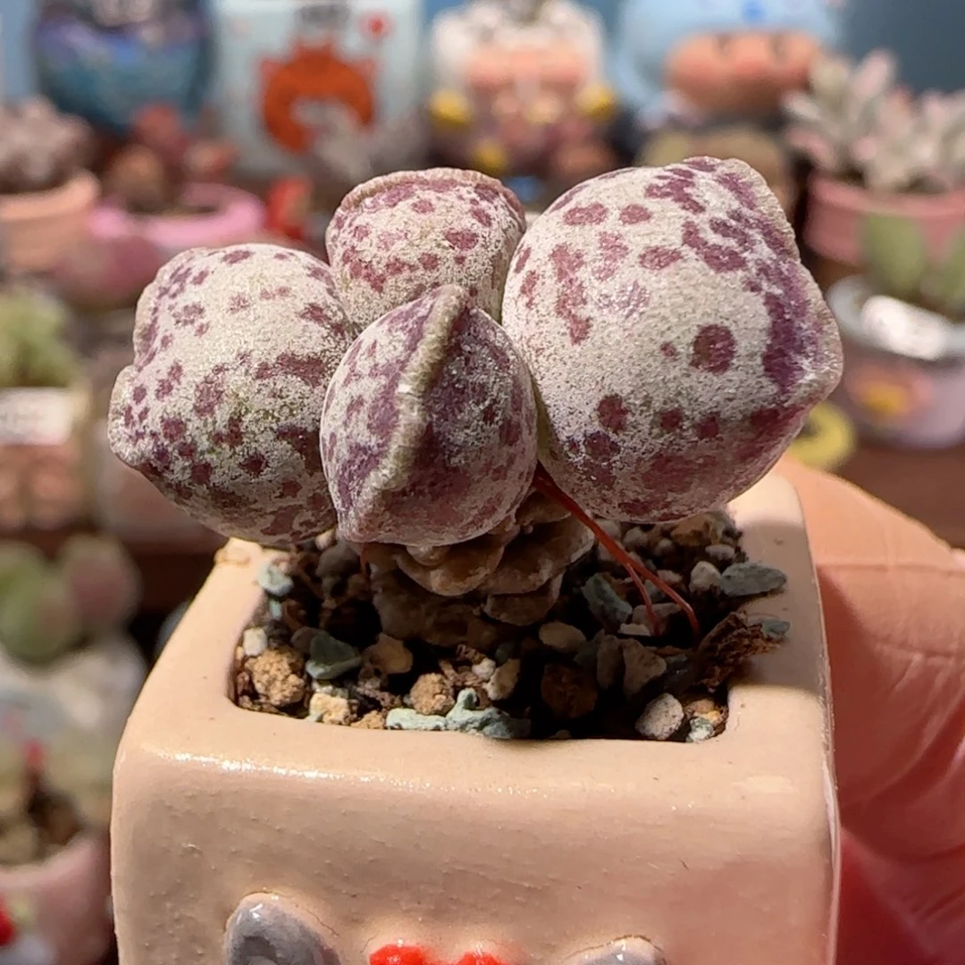 可爱粉丸 盆口2.5cm