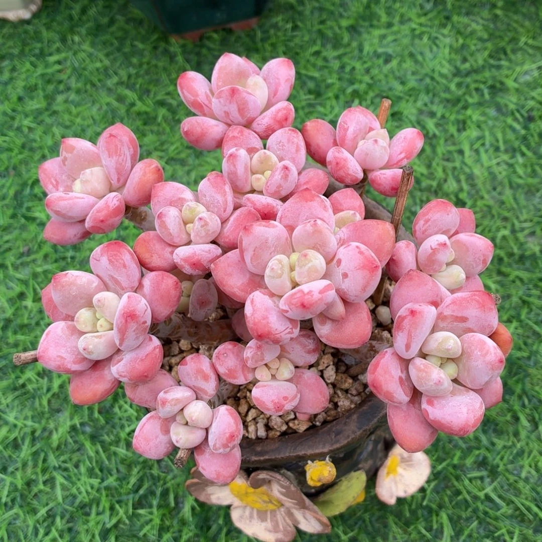 多肉植物 红洛神-4