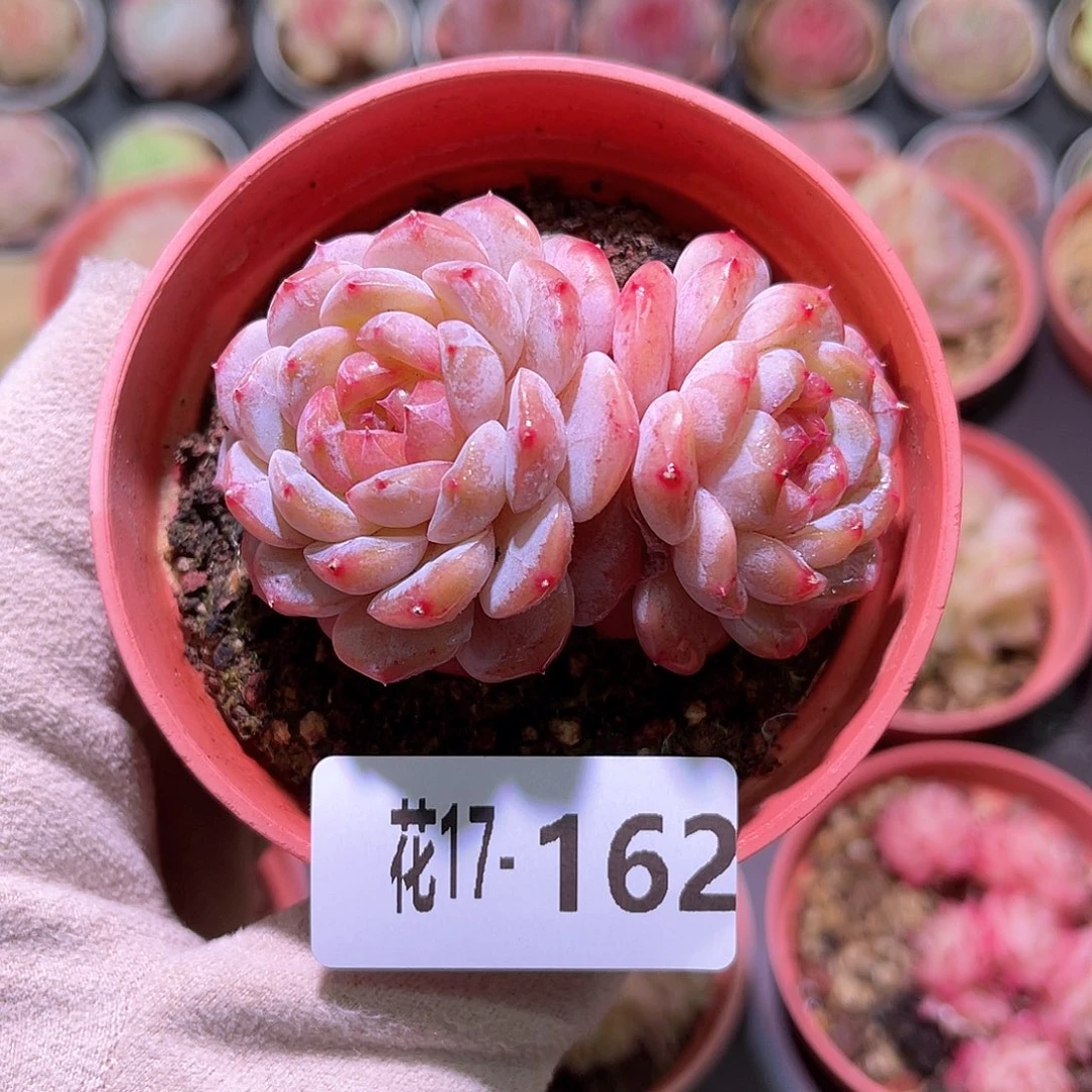 花利美17-162雪颜玉