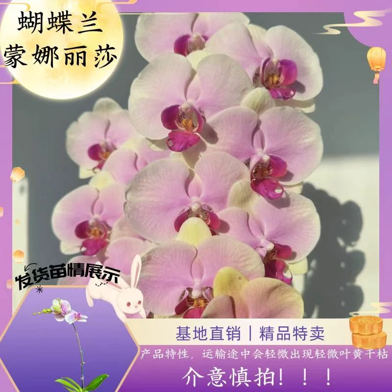 【蝴蝶兰 蒙娜丽莎 】中秋好礼 基地直销 名贵淡雅 室内花卉带花