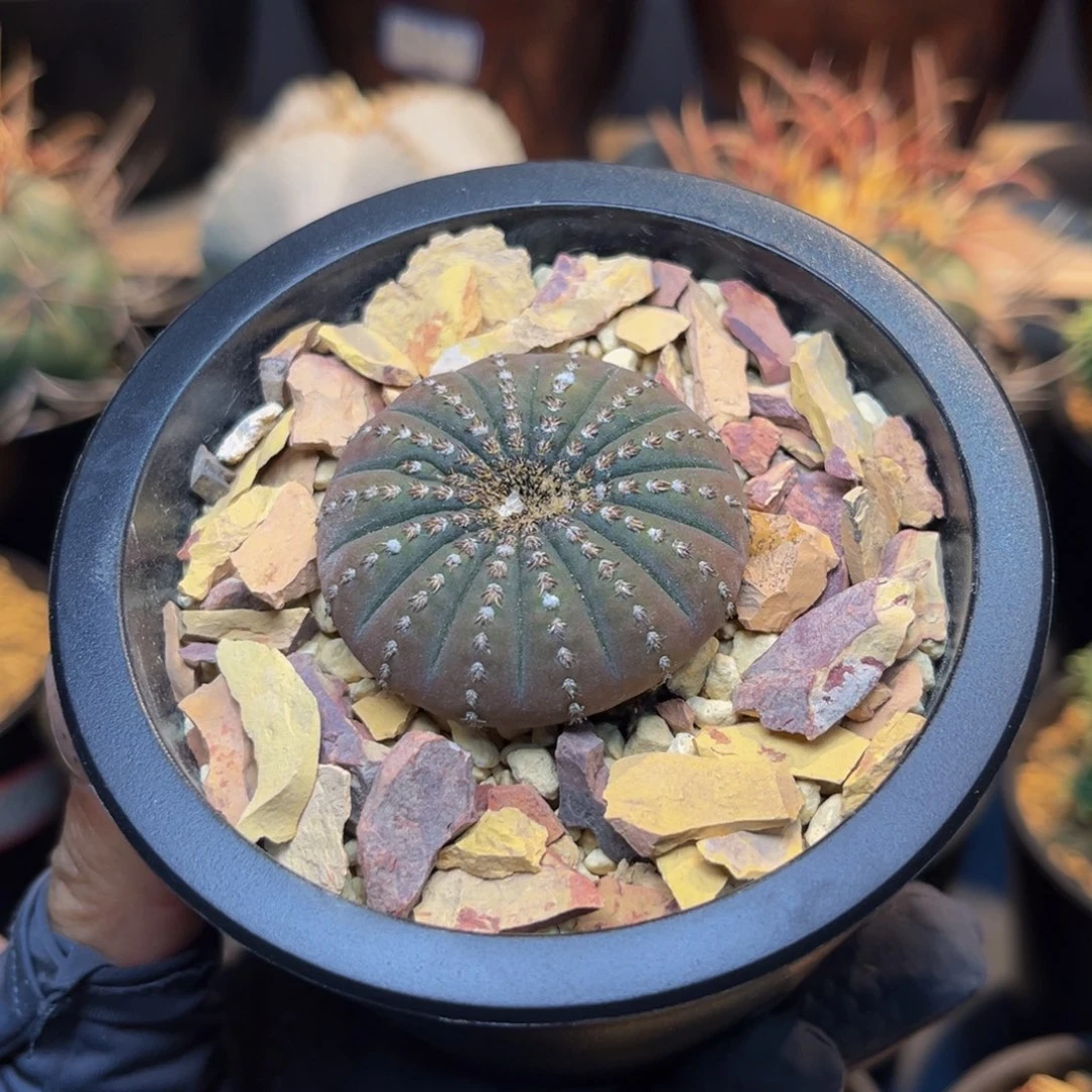 士童Zzzzzzzzzzzzzzzzzzz