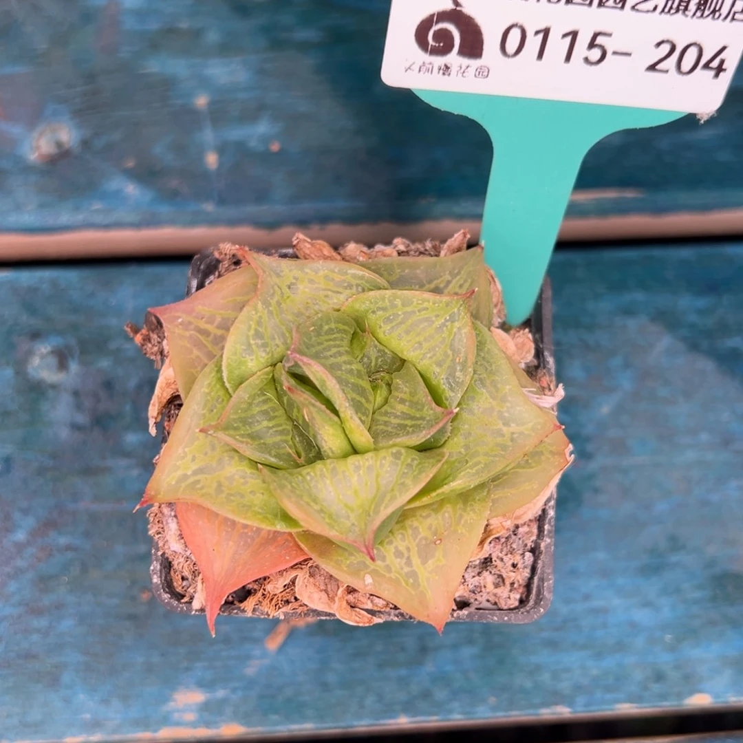 从前慢多肉精选编号0115.204