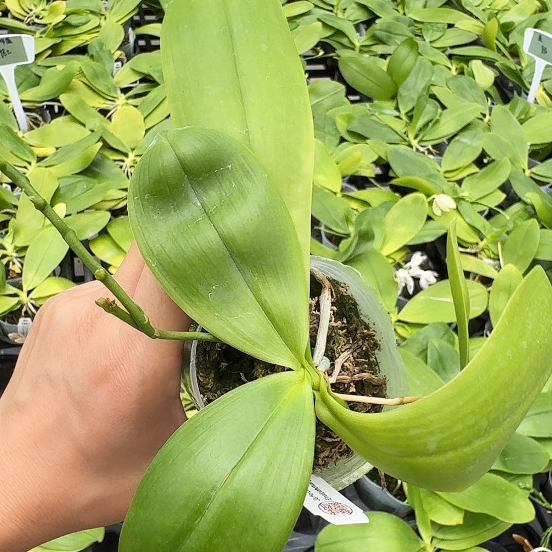 无花朵咖啡盾2.5寸 清货叶损
