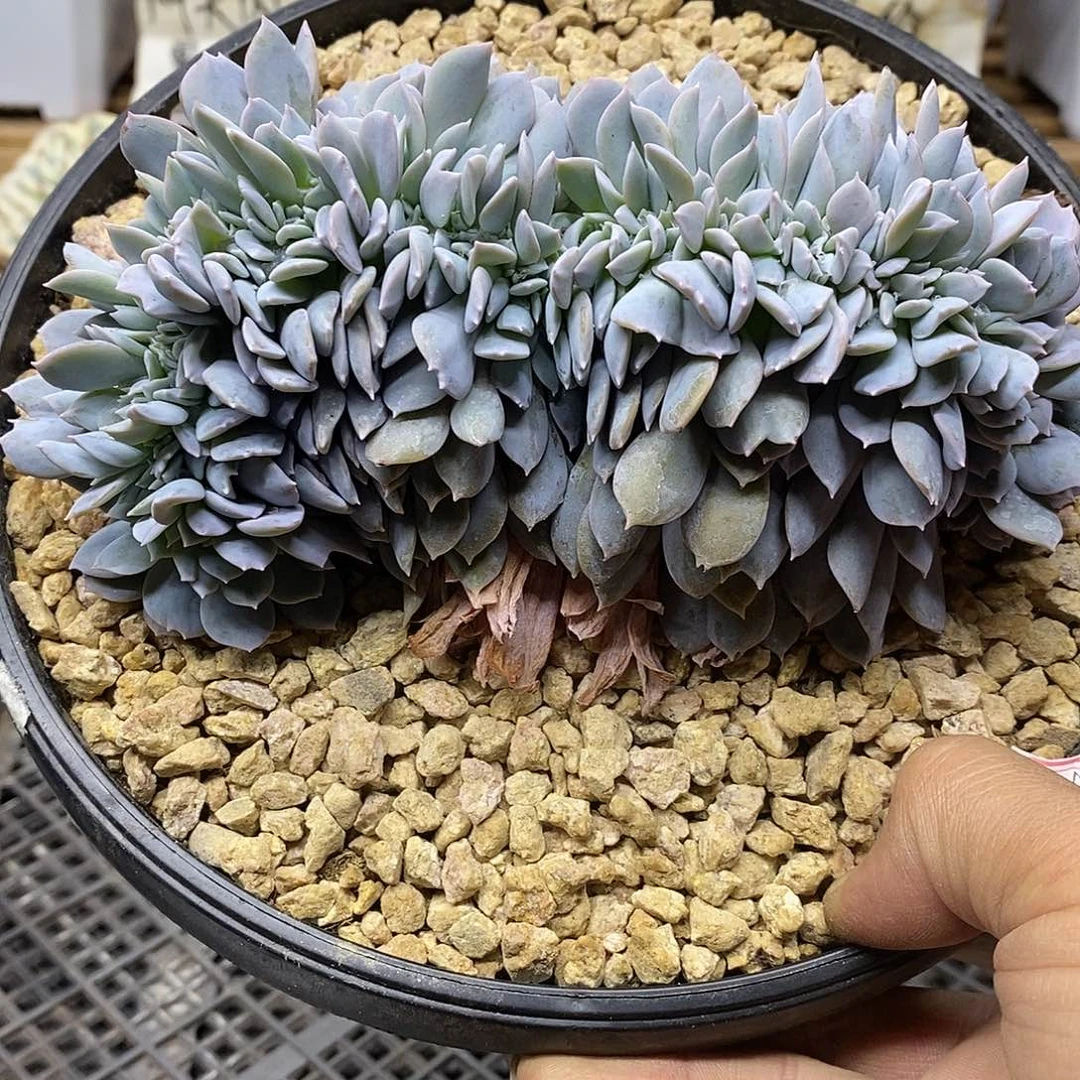 0797 大白茶缀化 需延时发货