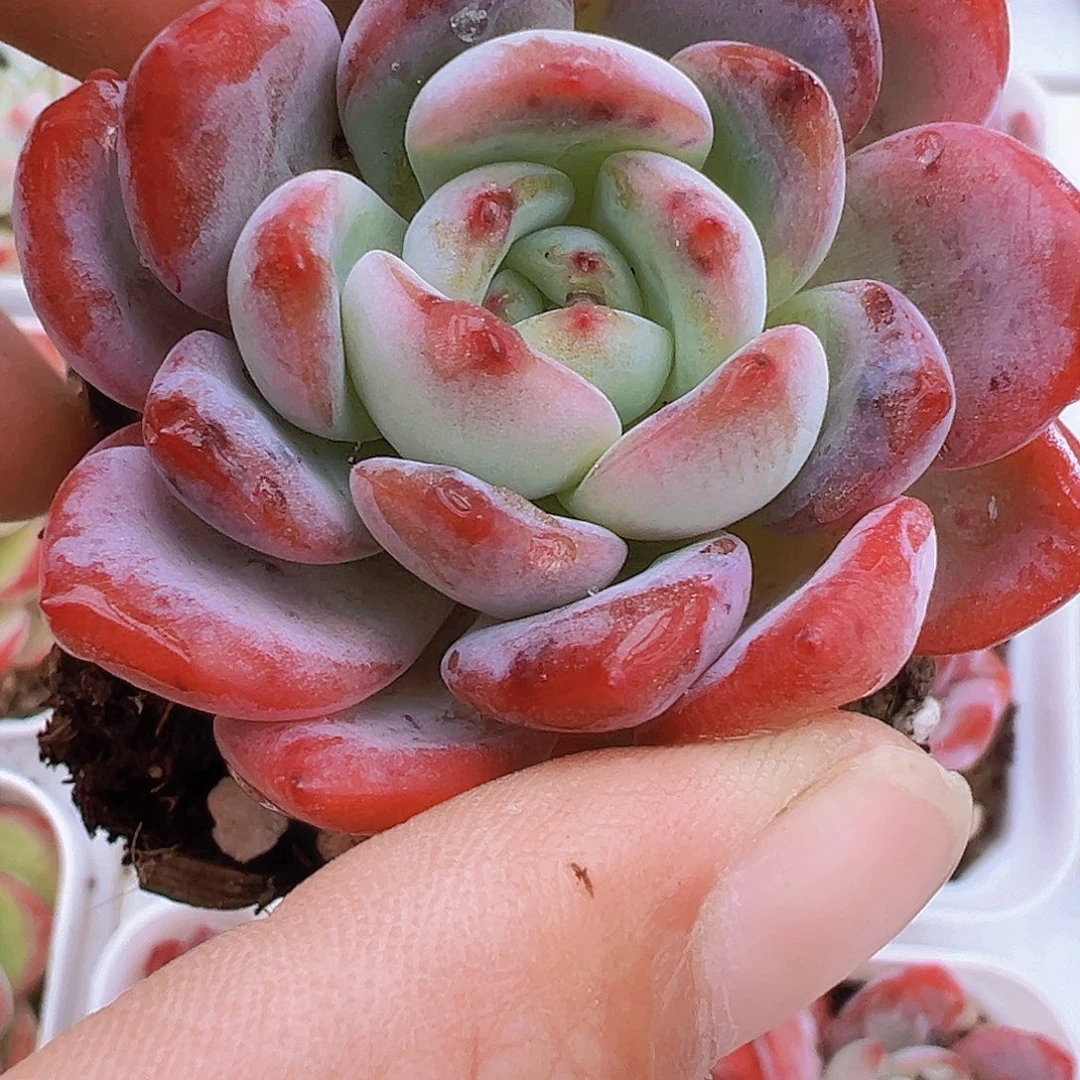 全明星19包邮多肉植物