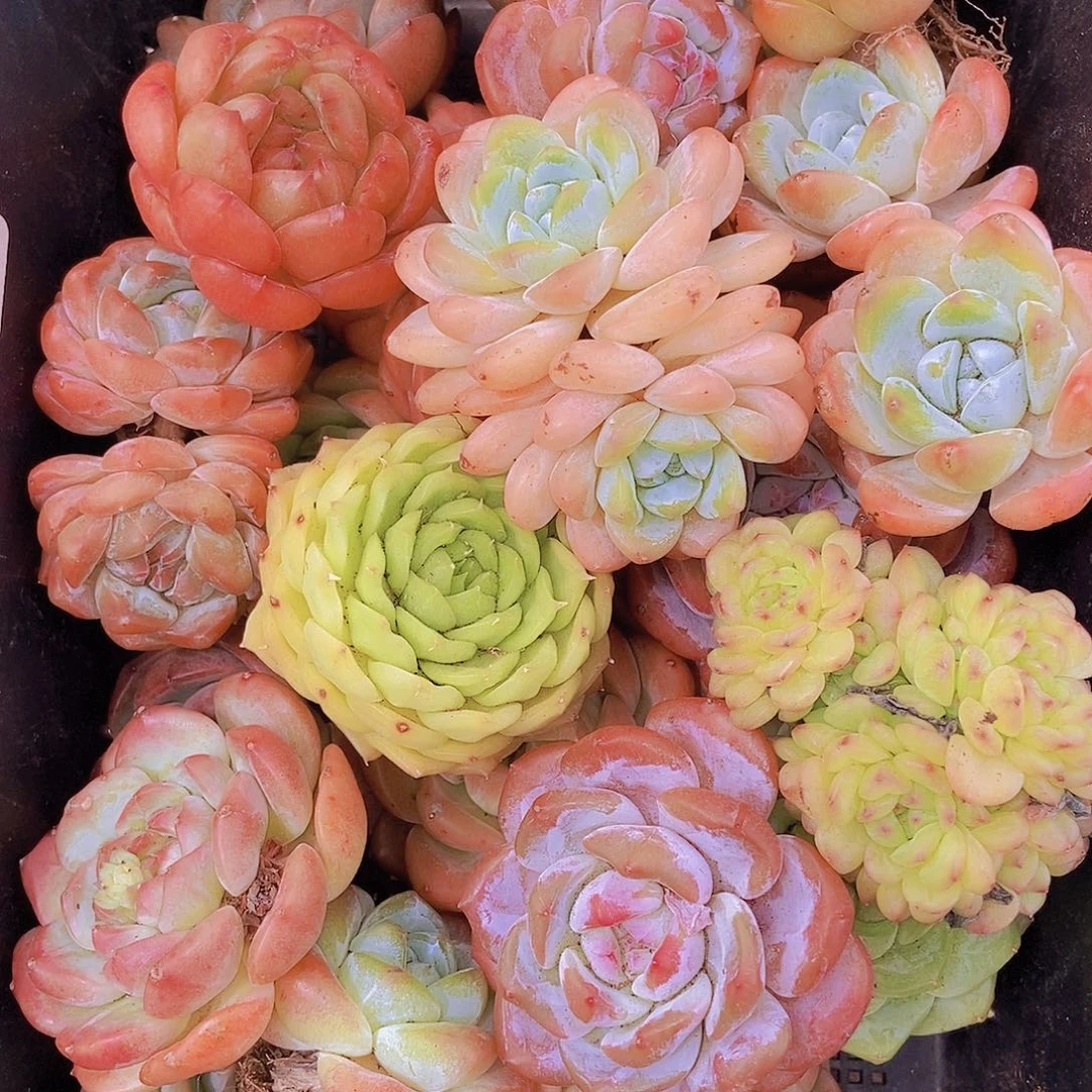 000002量拍保底20颗，大