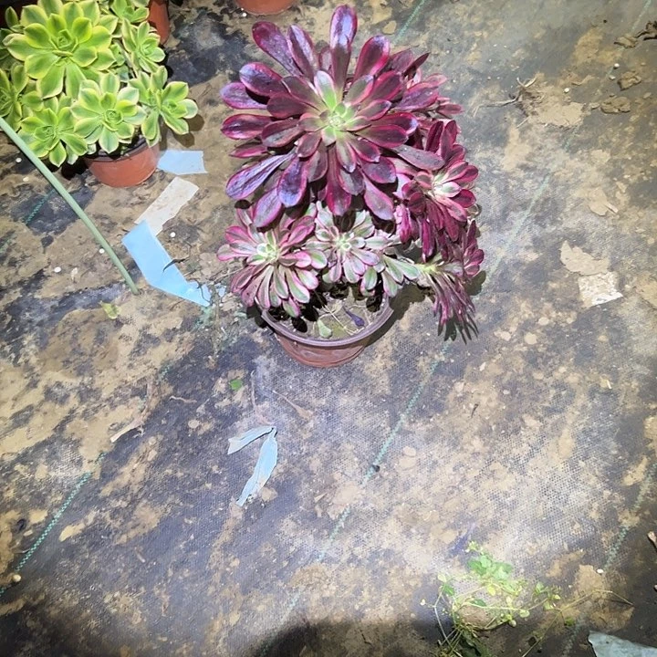 多肉法师植物链接15