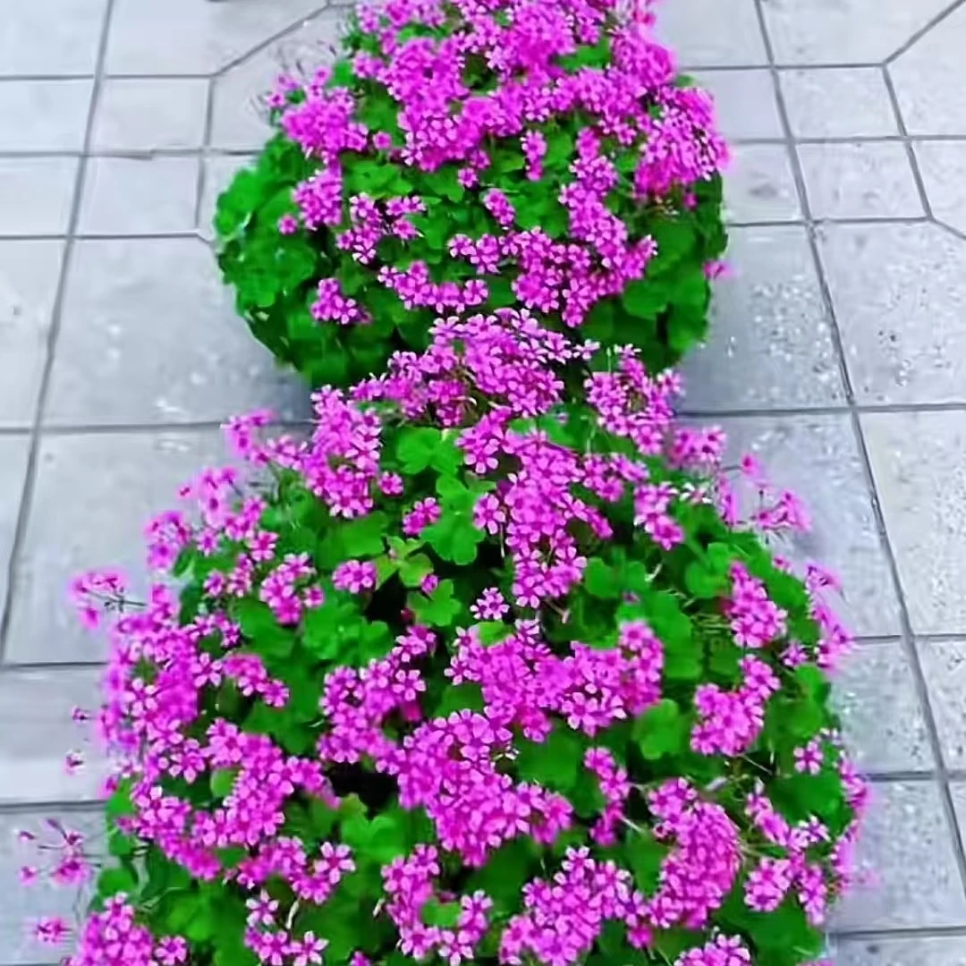【红花酢浆草幸运草】多年生四季开花耐寒耐旱盆栽地栽水培土培好养