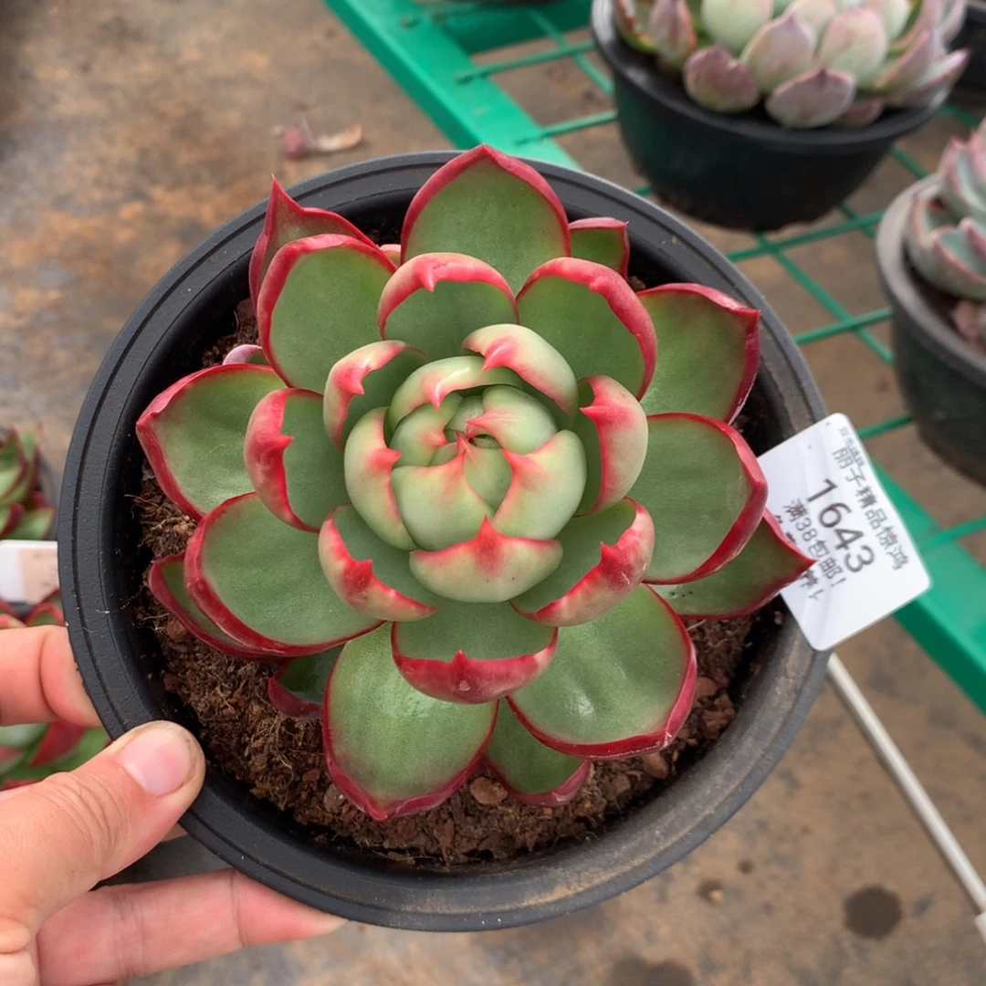 1643惊鸿。多肉植物。尺寸11