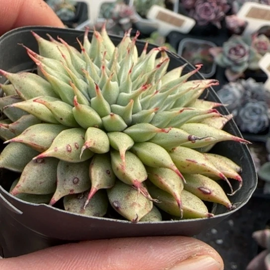 73银星多肉植物多