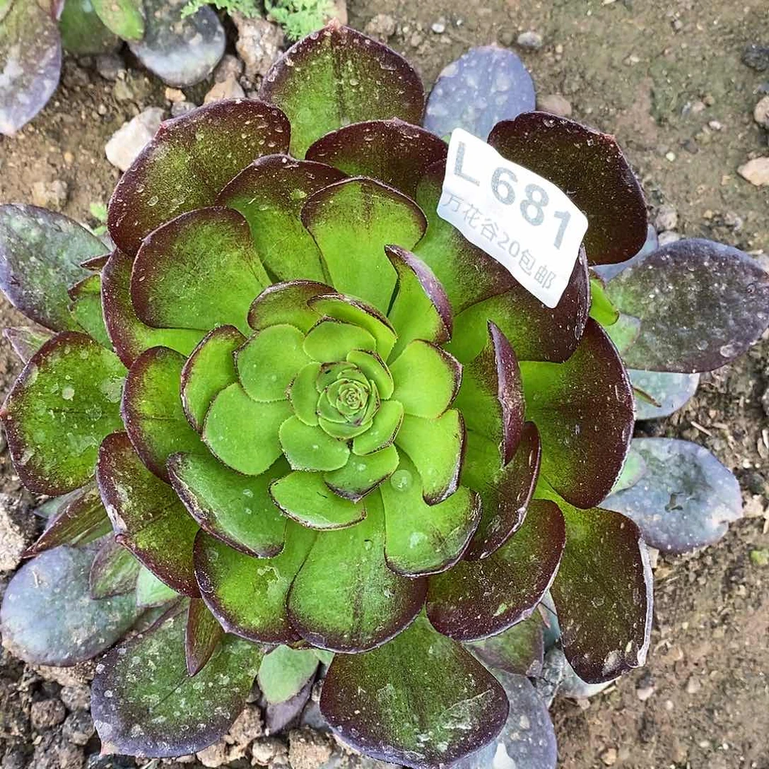 681赤焰莲多肉植物
