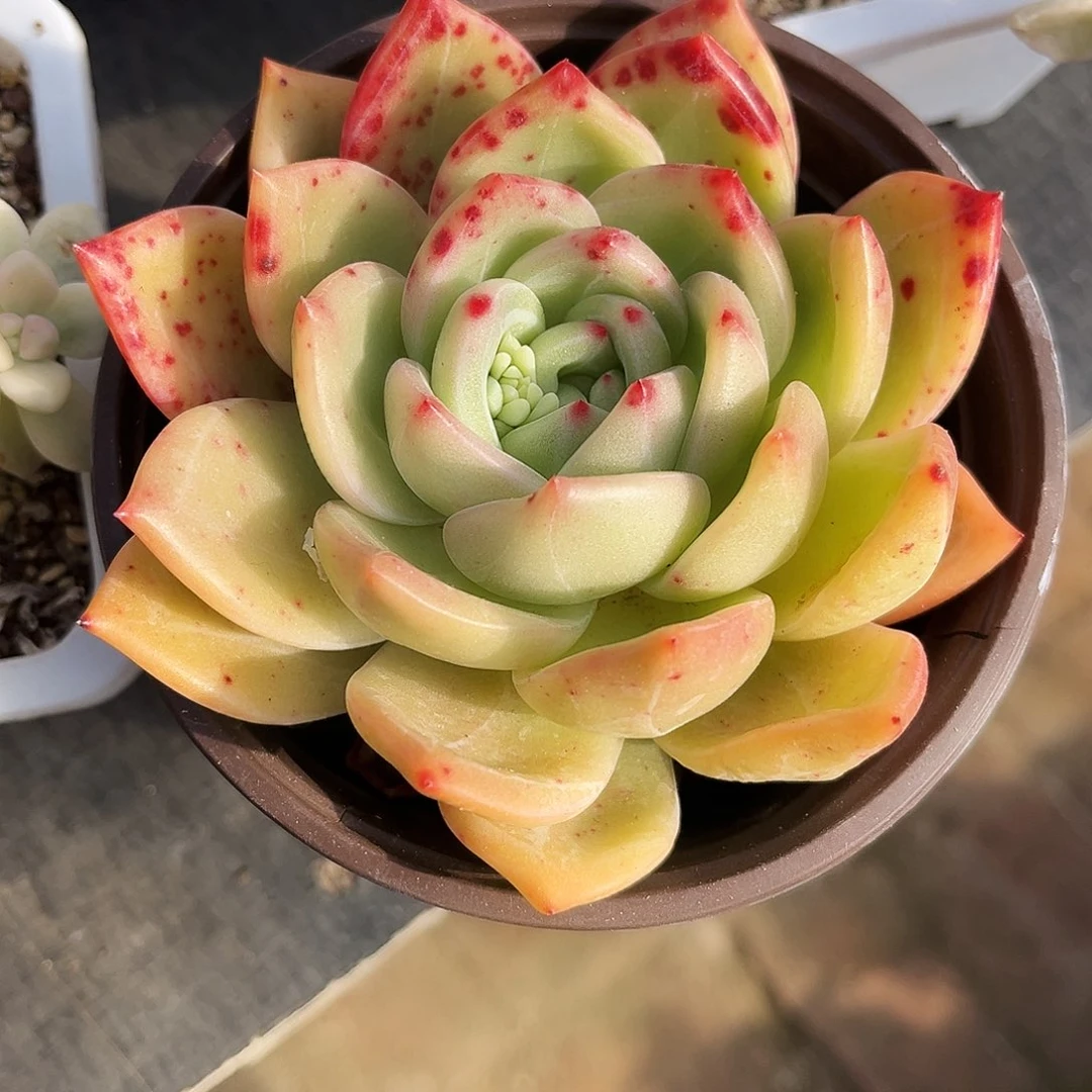 红*539多肉植物提取萃取剂中