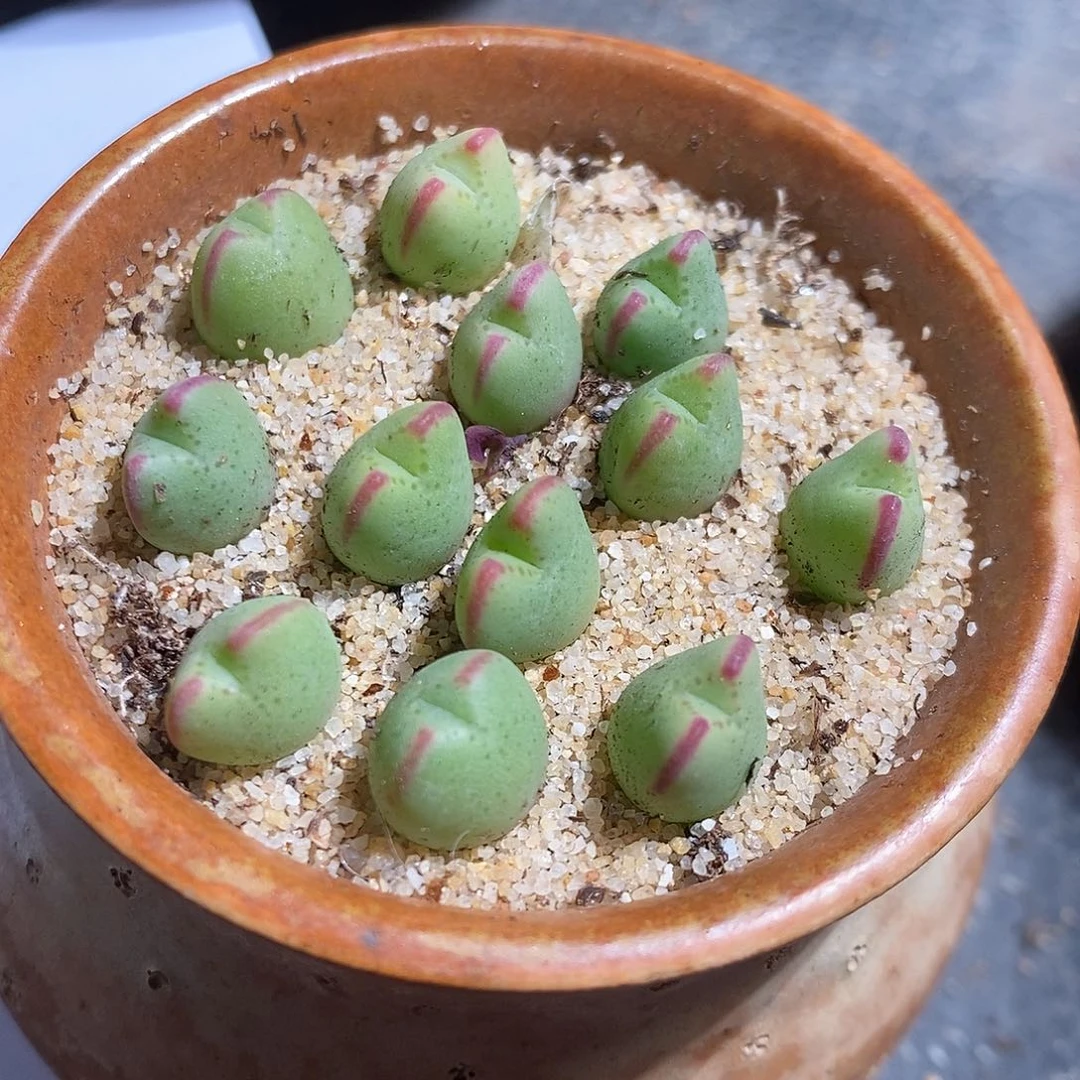 2336。   将杂琥珀一颗。