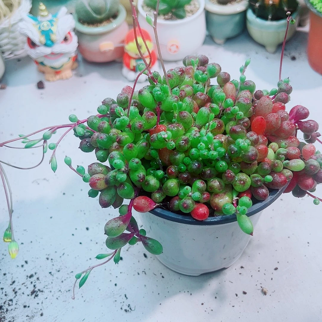 紫葡萄多肉植物吊兰