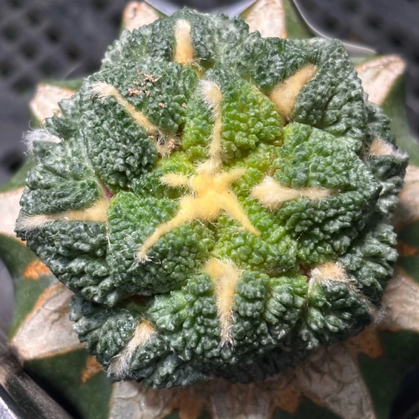 仙人球 一物一拍 草球嫁接 DP644