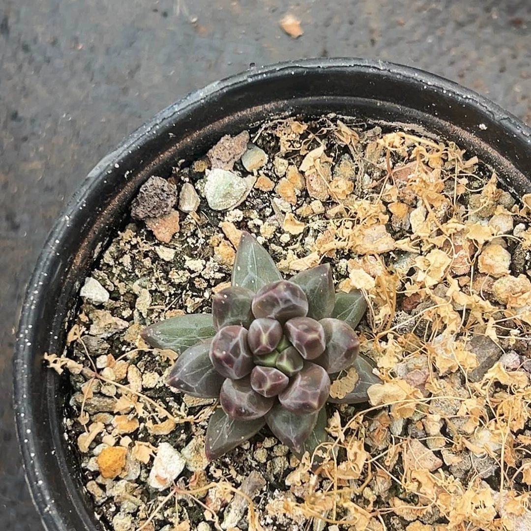 美美金品多肉美人系