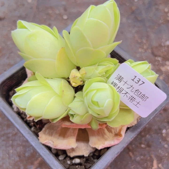 137 裸根不带土发货