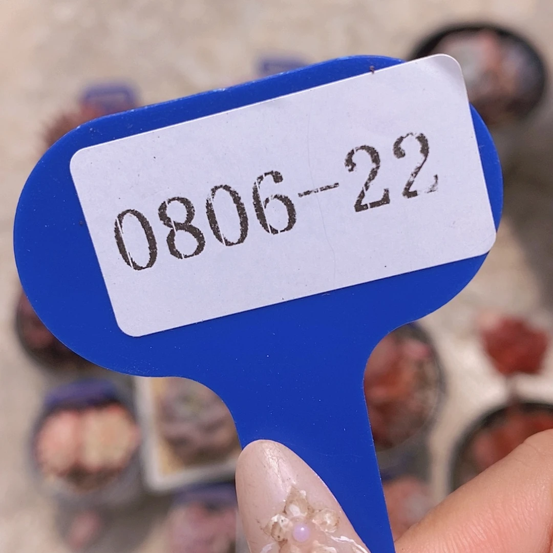 罗***敏0806-22-专拍多头飘枝夜魔侠大群福利一颗