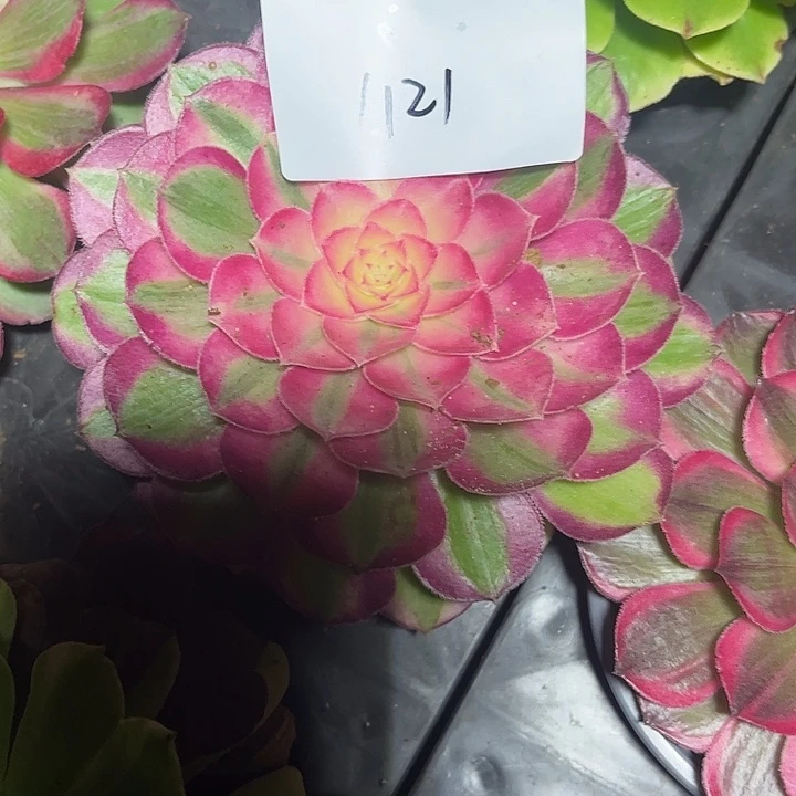 雨***虹多肉植物保护专业知识1121