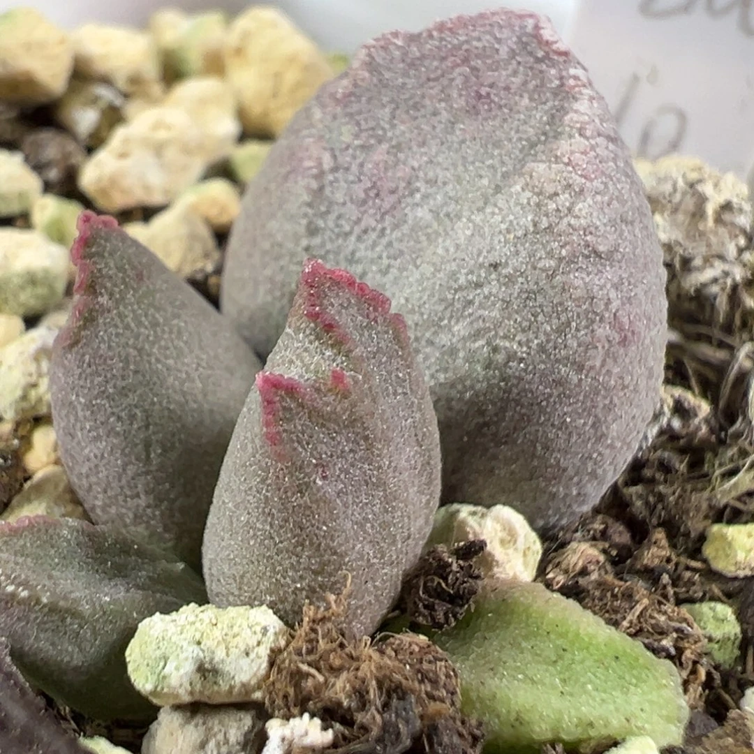 W kubu多肉植物水泡