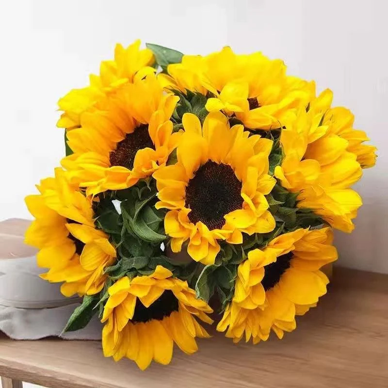 【高端花材】 向日葵 云南基地鲜切花现采现发