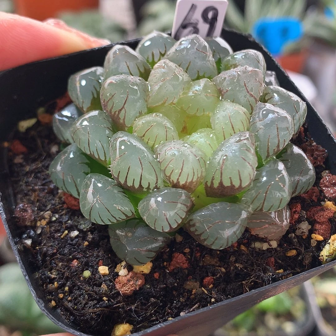 69号变异潘灯带盆土