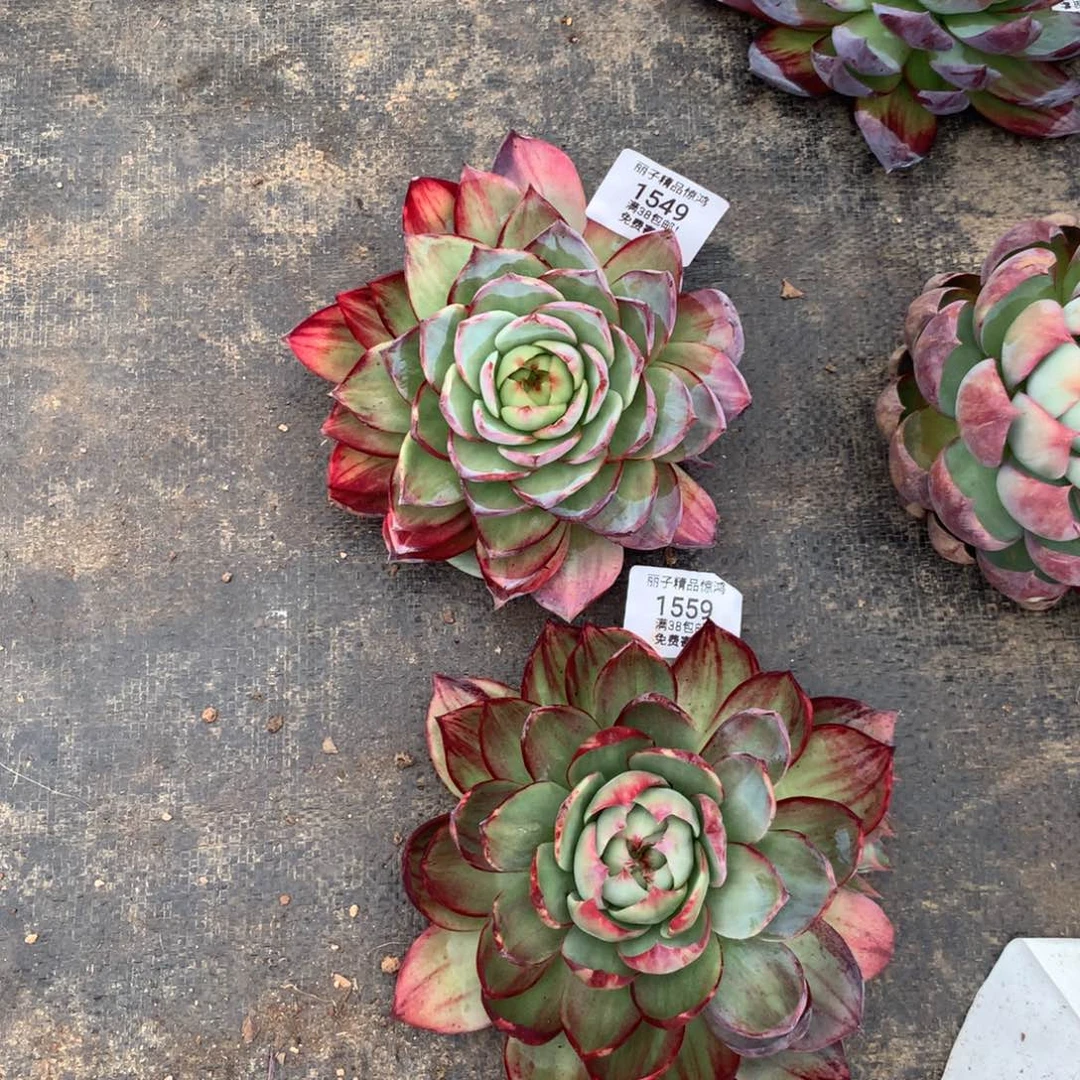 小***包1549，1559号多肉植物惊鸿