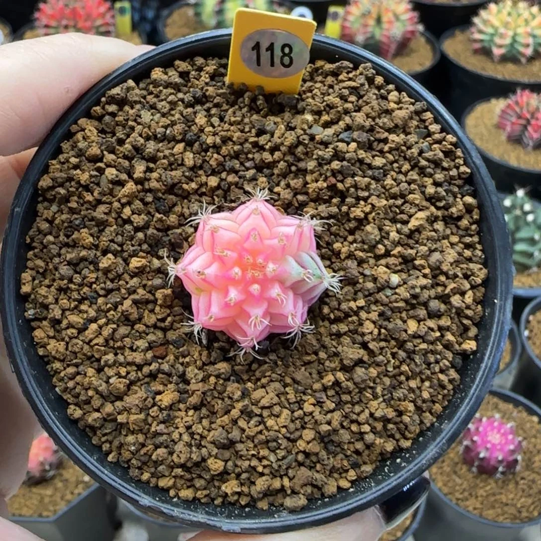 118号米哈锦实生球