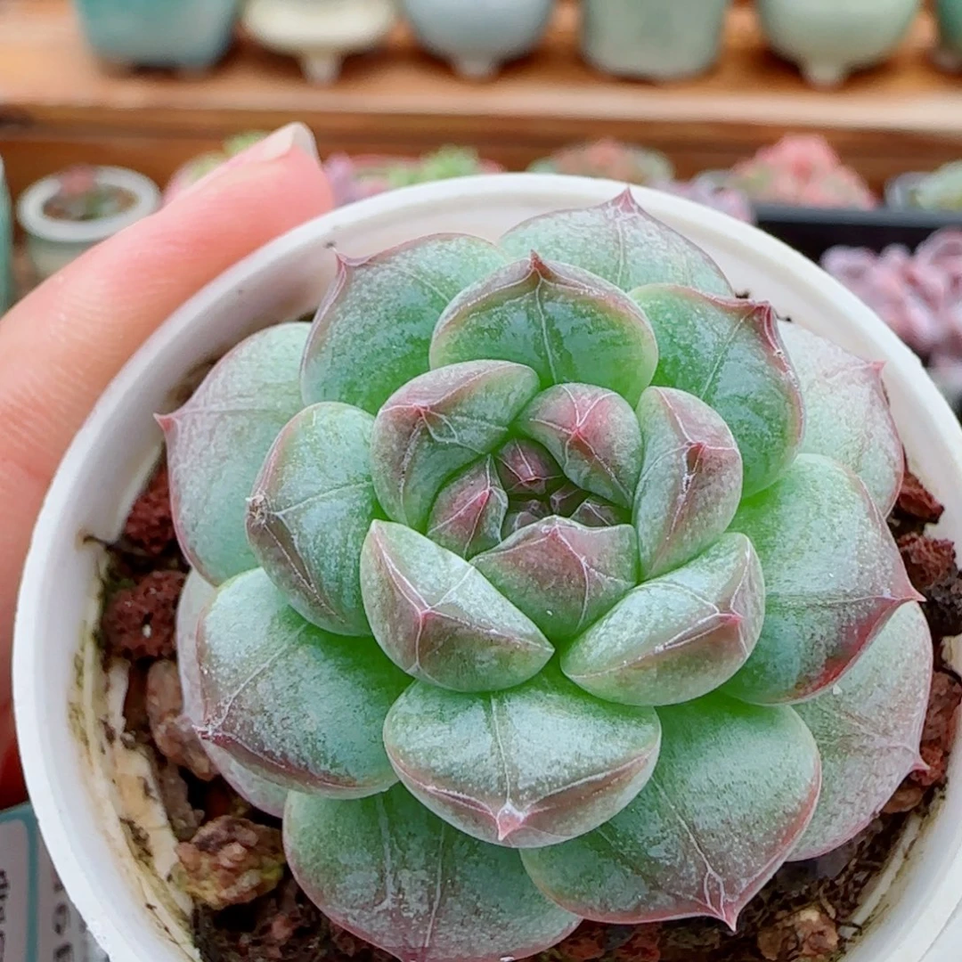 花语逸镜1009-334白桃汽水